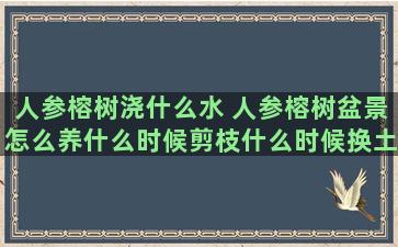 人参榕树浇什么水 人参榕树盆景怎么养什么时候剪枝什么时候换土